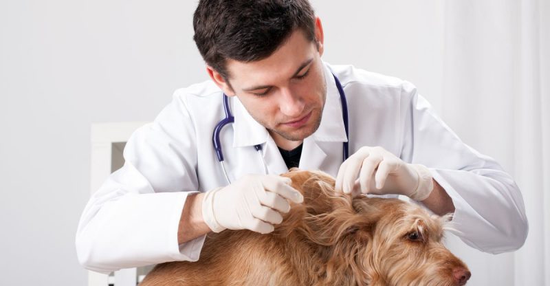 Dermatologia zwierząt